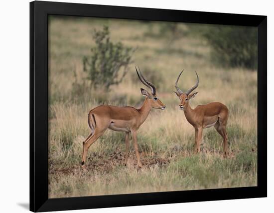 Two Male Impalas-DLILLC-Framed Photographic Print