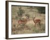 Two Male Impalas-DLILLC-Framed Photographic Print