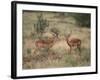 Two Male Impalas-DLILLC-Framed Photographic Print