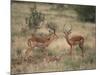 Two Male Impalas-DLILLC-Mounted Photographic Print