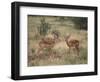 Two Male Impalas-DLILLC-Framed Photographic Print