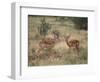 Two Male Impalas-DLILLC-Framed Photographic Print