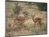 Two Male Impalas-DLILLC-Mounted Photographic Print