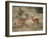 Two Male Impalas-DLILLC-Framed Photographic Print