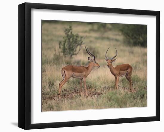 Two Male Impalas-DLILLC-Framed Photographic Print