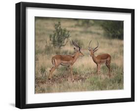 Two Male Impalas-DLILLC-Framed Photographic Print