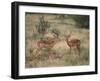 Two Male Impalas-DLILLC-Framed Photographic Print