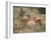 Two Male Impalas-DLILLC-Framed Photographic Print