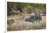 Two male lion (Panthera leo) attacking a Cape Buffalo (African Buffalo) (Syncerus caffer), Ruaha Na-James Hager-Framed Photographic Print