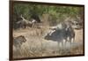 Two male lion (Panthera leo) attacking a Cape Buffalo (African Buffalo) (Syncerus caffer), Ruaha Na-James Hager-Framed Photographic Print