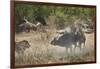 Two male lion (Panthera leo) attacking a Cape Buffalo (African Buffalo) (Syncerus caffer), Ruaha Na-James Hager-Framed Photographic Print
