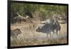 Two male lion (Panthera leo) attacking a Cape Buffalo (African Buffalo) (Syncerus caffer), Ruaha Na-James Hager-Framed Photographic Print
