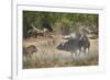 Two male lion (Panthera leo) attacking a Cape Buffalo (African Buffalo) (Syncerus caffer), Ruaha Na-James Hager-Framed Photographic Print