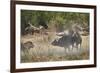 Two male lion (Panthera leo) attacking a Cape Buffalo (African Buffalo) (Syncerus caffer), Ruaha Na-James Hager-Framed Photographic Print