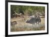 Two male lion (Panthera leo) attacking a Cape Buffalo (African Buffalo) (Syncerus caffer), Ruaha Na-James Hager-Framed Photographic Print