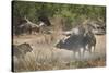 Two male lion (Panthera leo) attacking a Cape Buffalo (African Buffalo) (Syncerus caffer), Ruaha Na-James Hager-Stretched Canvas