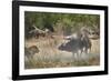 Two male lion (Panthera leo) attacking a Cape Buffalo (African Buffalo) (Syncerus caffer), Ruaha Na-James Hager-Framed Photographic Print