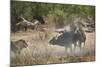 Two male lion (Panthera leo) attacking a Cape Buffalo (African Buffalo) (Syncerus caffer), Ruaha Na-James Hager-Mounted Photographic Print