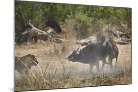 Two male lion (Panthera leo) attacking a Cape Buffalo (African Buffalo) (Syncerus caffer), Ruaha Na-James Hager-Mounted Photographic Print