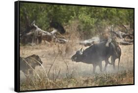 Two male lion (Panthera leo) attacking a Cape Buffalo (African Buffalo) (Syncerus caffer), Ruaha Na-James Hager-Framed Stretched Canvas