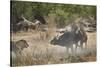 Two male lion (Panthera leo) attacking a Cape Buffalo (African Buffalo) (Syncerus caffer), Ruaha Na-James Hager-Stretched Canvas
