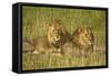 Two Male Lions Close Up Resting in Evening Light-null-Framed Stretched Canvas