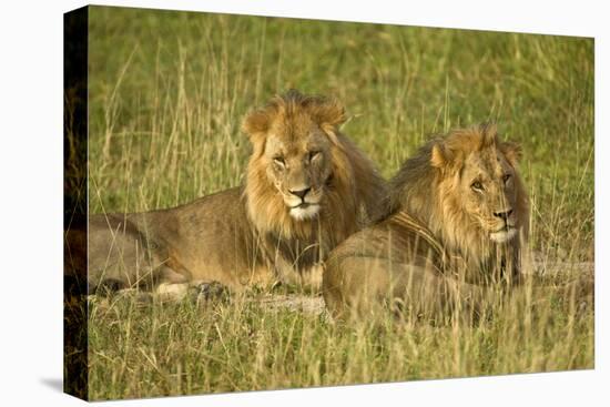 Two Male Lions Close Up Resting in Evening Light-null-Stretched Canvas