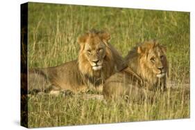 Two Male Lions Close Up Resting in Evening Light-null-Stretched Canvas