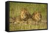 Two Male Lions Close Up Resting in Evening Light-null-Framed Stretched Canvas