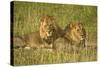 Two Male Lions Close Up Resting in Evening Light-null-Stretched Canvas