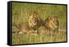 Two Male Lions Close Up Resting in Evening Light-null-Framed Stretched Canvas