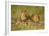 Two Male Lions Close Up Resting in Evening Light-null-Framed Photographic Print