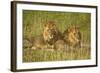 Two Male Lions Close Up Resting in Evening Light-null-Framed Photographic Print