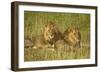 Two Male Lions Close Up Resting in Evening Light-null-Framed Photographic Print