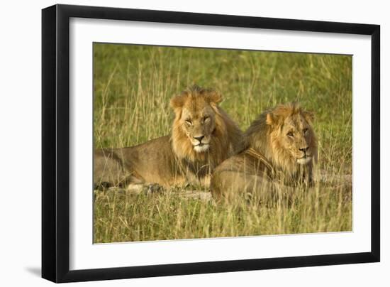 Two Male Lions Close Up Resting in Evening Light-null-Framed Photographic Print