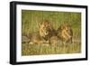 Two Male Lions Close Up Resting in Evening Light-null-Framed Photographic Print