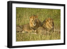 Two Male Lions Close Up Resting in Evening Light-null-Framed Photographic Print