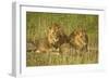 Two Male Lions Close Up Resting in Evening Light-null-Framed Photographic Print