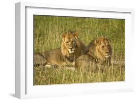 Two Male Lions Close Up Resting in Evening Light-null-Framed Photographic Print