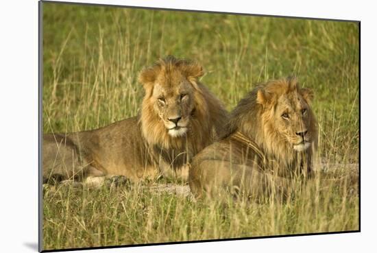 Two Male Lions Close Up Resting in Evening Light-null-Mounted Photographic Print