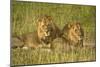 Two Male Lions Close Up Resting in Evening Light-null-Mounted Photographic Print