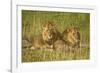 Two Male Lions Close Up Resting in Evening Light-null-Framed Photographic Print