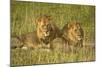 Two Male Lions Close Up Resting in Evening Light-null-Mounted Photographic Print