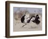 Two Male Ostriches Running During Dispute, Etosha National Park, Namibia-Tony Heald-Framed Premium Photographic Print
