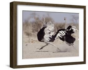 Two Male Ostriches Running During Dispute, Etosha National Park, Namibia-Tony Heald-Framed Photographic Print