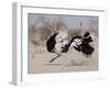 Two Male Ostriches Running During Dispute, Etosha National Park, Namibia-Tony Heald-Framed Photographic Print