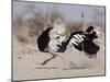 Two Male Ostriches Running During Dispute, Etosha National Park, Namibia-Tony Heald-Mounted Photographic Print