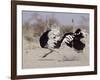 Two Male Ostriches Running During Dispute, Etosha National Park, Namibia-Tony Heald-Framed Photographic Print