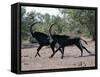 Two Male Sable Antelopes Run across Open Bush Country in the Chobe National Park-Nigel Pavitt-Framed Stretched Canvas