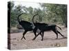 Two Male Sable Antelopes Run across Open Bush Country in the Chobe National Park-Nigel Pavitt-Stretched Canvas